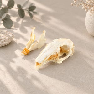 May include: A bleached white animal skull and a separate lower jawbone held together at the front by a small orange rubber band. The skull features a long, narrow snout and hollow eye sockets, displaying natural bone texture and intricate details.