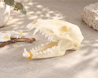 Marderhund-Knochenpräparat, echter Tierschädel, Lehrstück, Kuriositätenkabinett-Objekt, Sammlerstück
