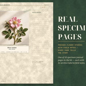 May include: A specimen journal page titled THE FIELD ARCHIVE featuring a Rosa canina dog rose illustration, field notes section, and text reading REAL SPECIMEN PAGES, PRESSED-FLOWER STUDIES WITH FIELD NOTES, and EVERY PAGE TELLS THE STORY.