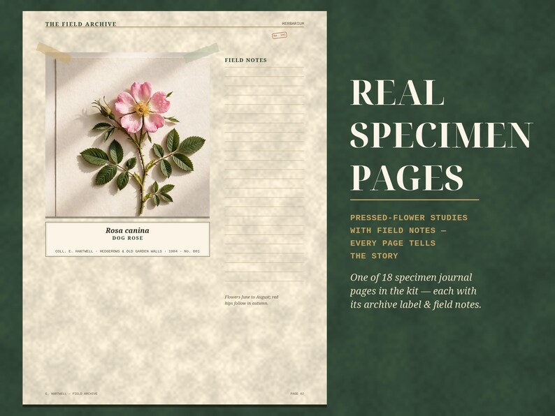 May include: A specimen journal page titled THE FIELD ARCHIVE featuring a Rosa canina dog rose illustration, field notes section, and text reading REAL SPECIMEN PAGES, PRESSED-FLOWER STUDIES WITH FIELD NOTES, and EVERY PAGE TELLS THE STORY.