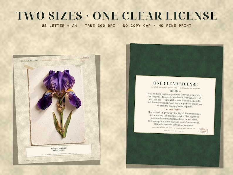 May include: A digital print set featuring a purple and yellow Iris germanica botanical illustration on a textured paper background, alongside a dark green card detailing a clear license agreement with the text ONE CLEAR LICENSE.