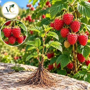 May include: A raspberry plant with exposed brown roots resting on a stone surface, featuring green leaves and clusters of bright red raspberries. A circular inset shows a close-up of red raspberries on a branch with green leaves.