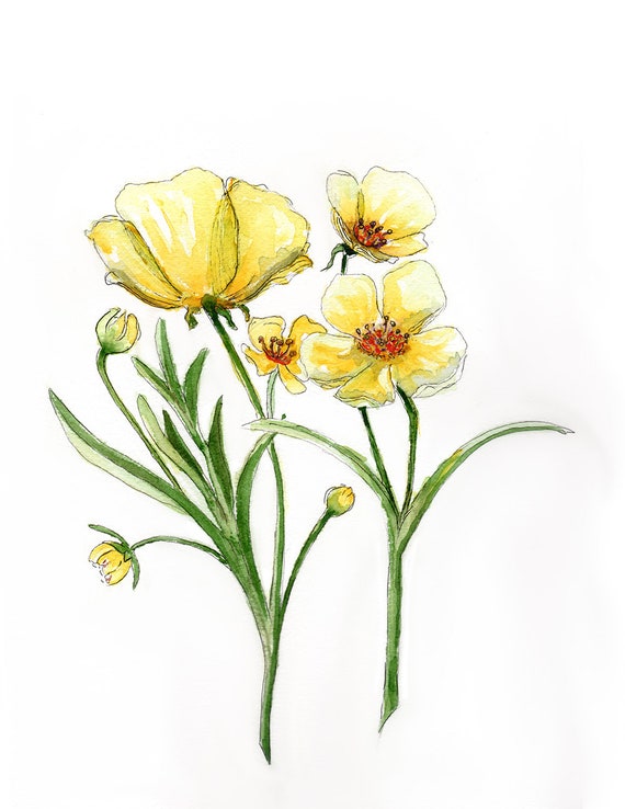 Watercolor Painting, Buttercup Floral Watercolor Print, Simple Art