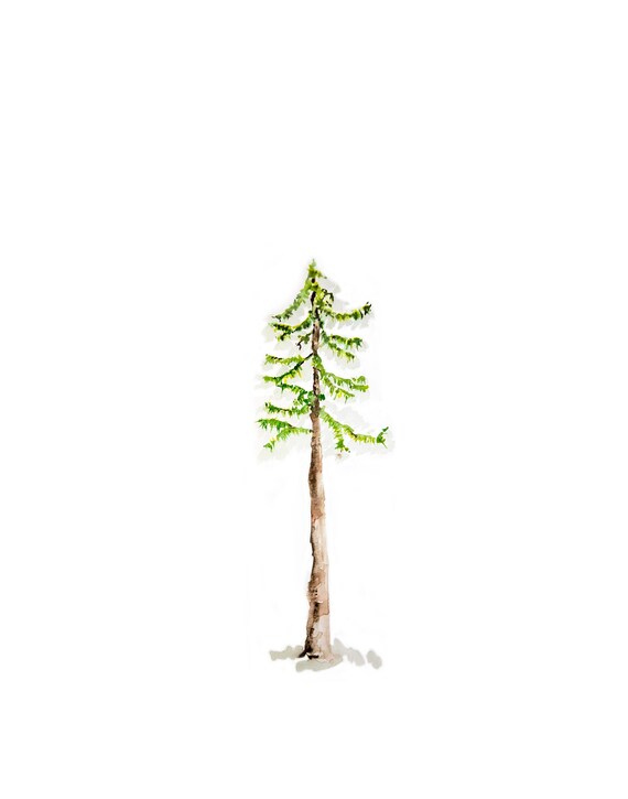 Simple Art Watercolor Evergreen Tree Print Fir Tree Etsy