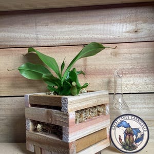 May include: A Nepenthes pitcher plant grows in a square wooden crate planter filled with moss. Beside the planter sits a clear glass water dropper and a circular sticker featuring a blue map outline and the text Great Lakes Carnivores.