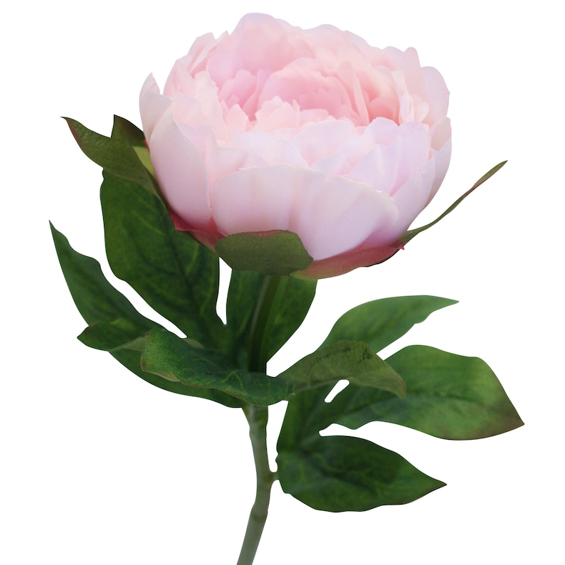 Silk Peony Flowers in Blush Pink Silk Peony Stems for Home Etsy