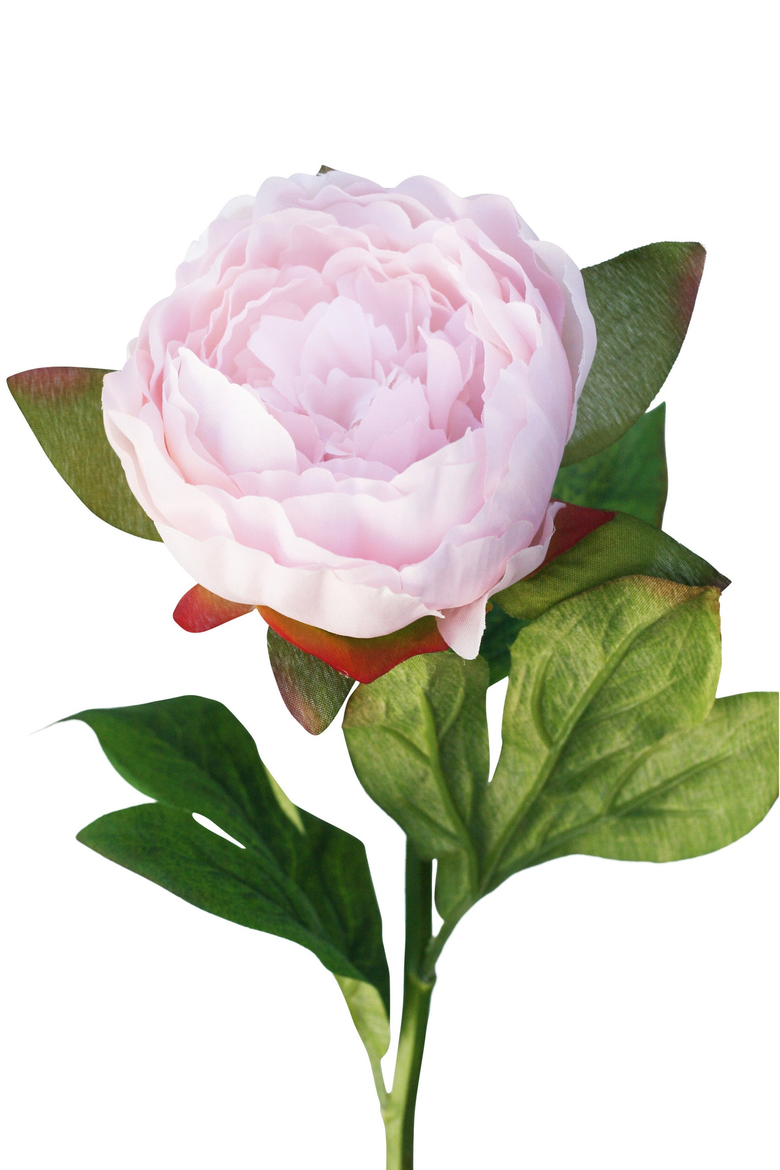 Silk Peony Flowers in Blush Pink Silk Peony Stems for Home Etsy