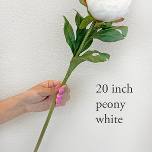 Może przedstawiać: Pojedynczy biały łodyga piwonii z zielonymi liśćmi. Łodyga ma 50,8 cm długości. Kwiat jest pojedynczym kwiatem z wieloma warstwami płatk&oacute;w. Tekst "20 inch peony white" jest napisany pod kwiatem.