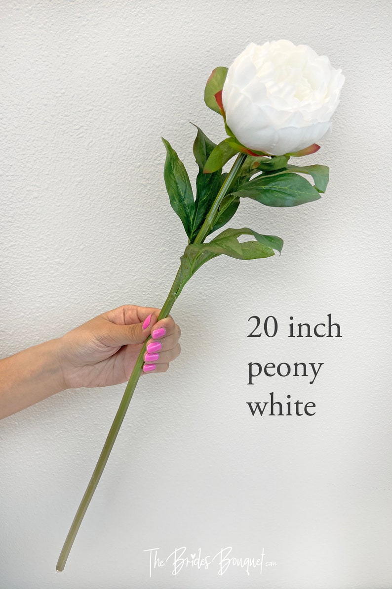 Może przedstawiać: Pojedynczy biały łodyga piwonii z zielonymi liśćmi. Łodyga ma 50,8 cm długości. Kwiat jest pojedynczym kwiatem z wieloma warstwami płatk&oacute;w. Tekst "20 inch peony white" jest napisany pod kwiatem.