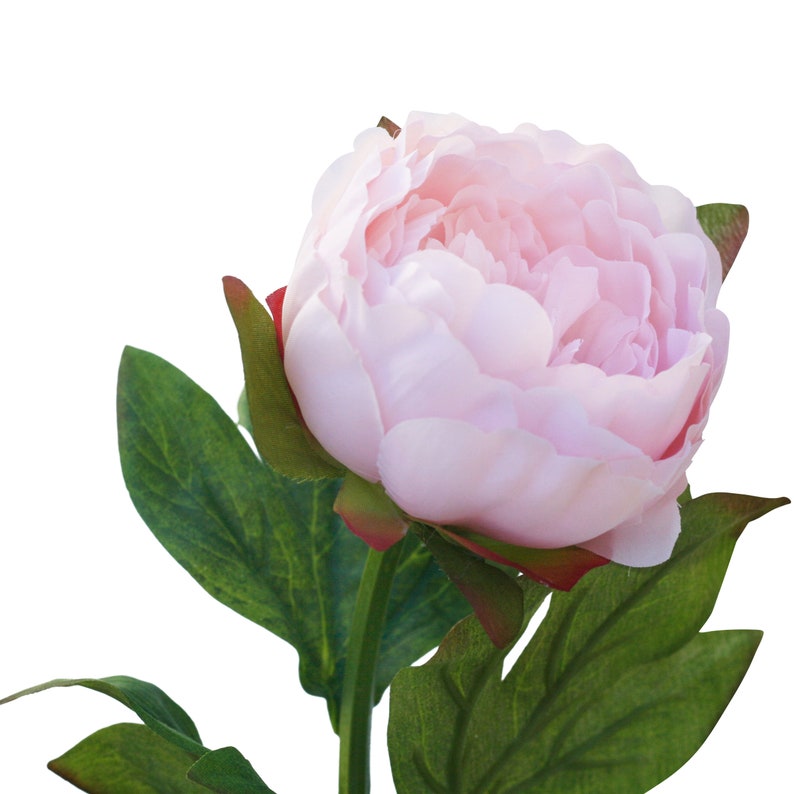 Silk Peony Flowers in Blush Pink Silk Peony Stems for Home Etsy