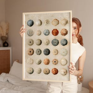 Könnte beinhalten: Ein rechteckiger gerahmter Wandkunstdruck mit einem Raster aus fünfunddreißig einzelnen Illustrationen von Seeigelschalen in verschiedenen Beige-, Braun-, Grau-, Blau- und Orangetönen, angeordnet in sieben Reihen und fünf Spalten.