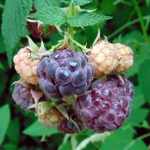 May include: A cluster of raspberries in various stages of ripeness, featuring deep purple, dark red, and pale yellow drupelets. The berries are attached to a green stem with serrated leaves, showing a mix of mature and developing fruit.