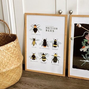 Collection of British Bees Print A4, A3 image 7