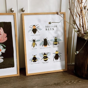 Collection of British Bees Print A4, A3 image 6