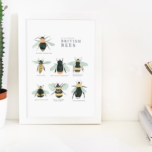 Collection of British Bees Print A4, A3 image 5