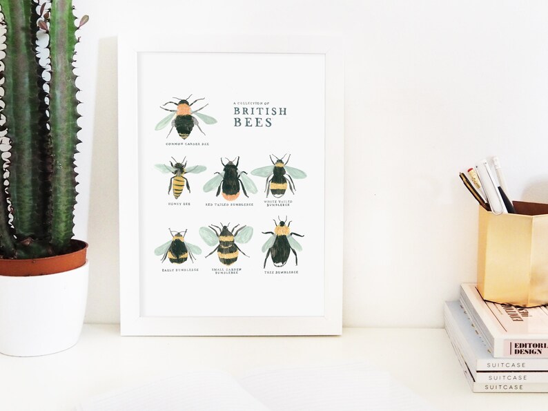 Collection of British Bees Print A4, A3 image 5