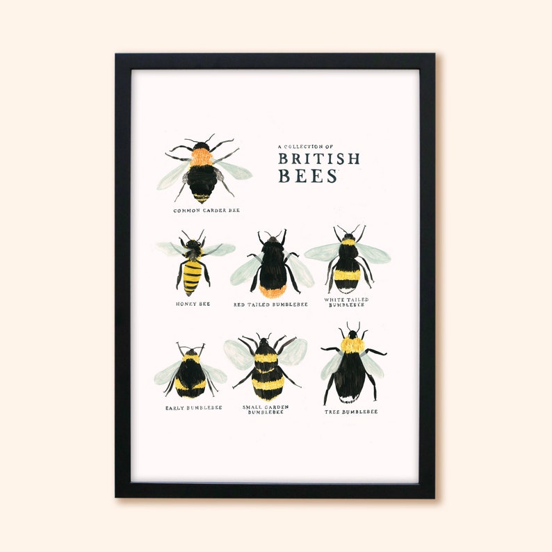 Collection of British Bees Print A4, A3 image 4