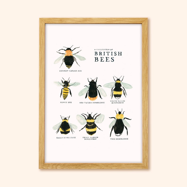 Collection of British Bees Print A4, A3 image 3