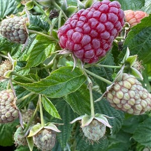 May include: A cluster of raspberries on a green leafy plant, featuring one large, ripe, deep red berry with a textured surface, surrounded by several smaller, pale green, unripe berries and a single light pink berry.