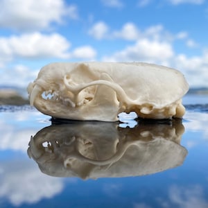 Pode incluir: Um crânio animal de cor creme visto de lado, mostrando os dentes, a estrutura da mandíbula e a órbita ocular. O crânio está posicionado sobre uma superfície reflexiva que espelha sua forma contra um céu azul com nuvens.