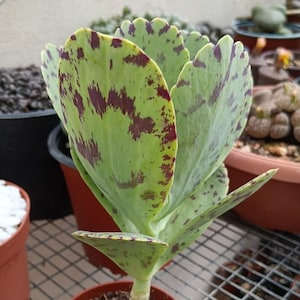 Kalanchoe marmorata | Penntorkare | Rotad levande suckulentväxt (10 cm kruka)