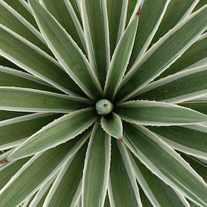 Può includere: Una vista dall'alto di una pianta di agave variegata con foglie lunghe, appuntite e a forma di spada disposte in un motivo radiale simmetrico. Le foglie sono verde scuro con margini bianco crema e piccole spine terminali rosso-marroni.