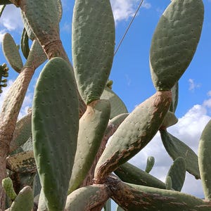 Opuntia Ficus Indica Ryggradslös | Ryggradslös fikonkaktus | Levande kaktus | XL oröttad stickling