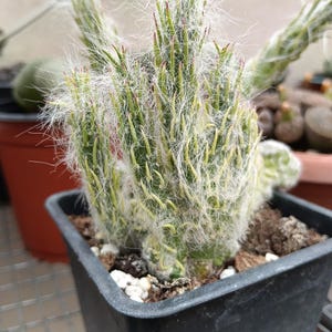 Op de afbeelding: Een groene cactus met meerdere rechtopstaande stengels bedekt met fijne witte haarachtige vezels en scherpe, roodachtige stekels. De plant staat in een vierkante zwarte plastic pot gevuld met aarde en kleine witte steentjes.
