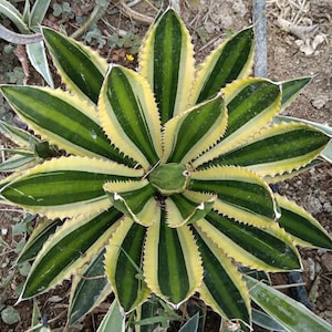Op de afbeelding: Een bonte agaveplant met een rozet van dikke, puntige bladeren. Elk blad heeft een donkergroene centrale streep geflankeerd door brede, crèmekleurige randen. De bladranden zijn voorzien van kleine, scherpe, bruine getande stekels.