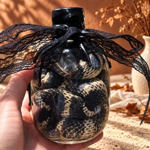 May include: A clear glass jar containing a coiled snake with black and cream-coloured scales. The jar is sealed with a black cap and decorated with a black lace ribbon tied in a bow around the neck, creating a dark and textured appearance.