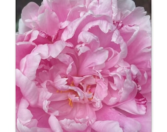 Pink Peony Flower Art 2 - Photograph on Canvas