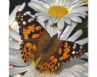 Orange Butterfly on White Daisies Flower Art - Nature Photograph on Canvas