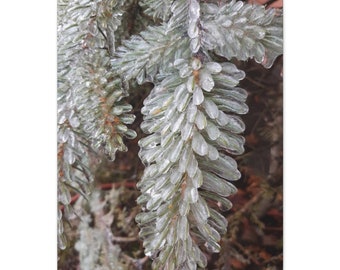 Frozen Winter Pine Branch Encased in Ice - Nature Photograph on Canvas