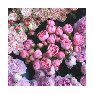 Pink Flowers at the Market Art - Photograph on Canvas