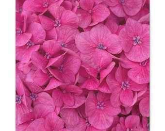 Bright Pink Hydrangea Flower Art - Photograph on Canvas