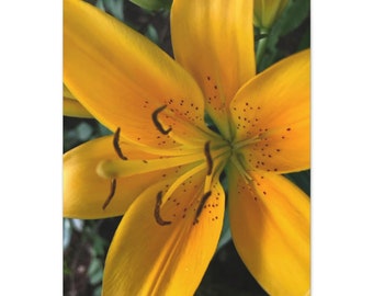 Yellow Orange Lily Flower Art - Photograph on Canvas