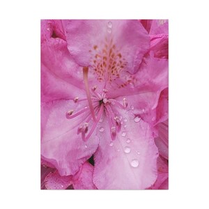 Rosa Azalee Blumen Kunst - Blumen Fotografie auf Leinwand