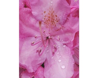 Pink Azalea Flower Art - Flower Photography on Canvas