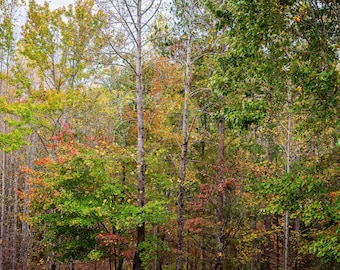 Autumn Forest Canopy Print, Printable Nature Photography, Digital Download