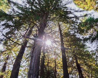 Sunburst Through Redwood Trees Print, California Wall Art, Printable Photography, Digital Download
