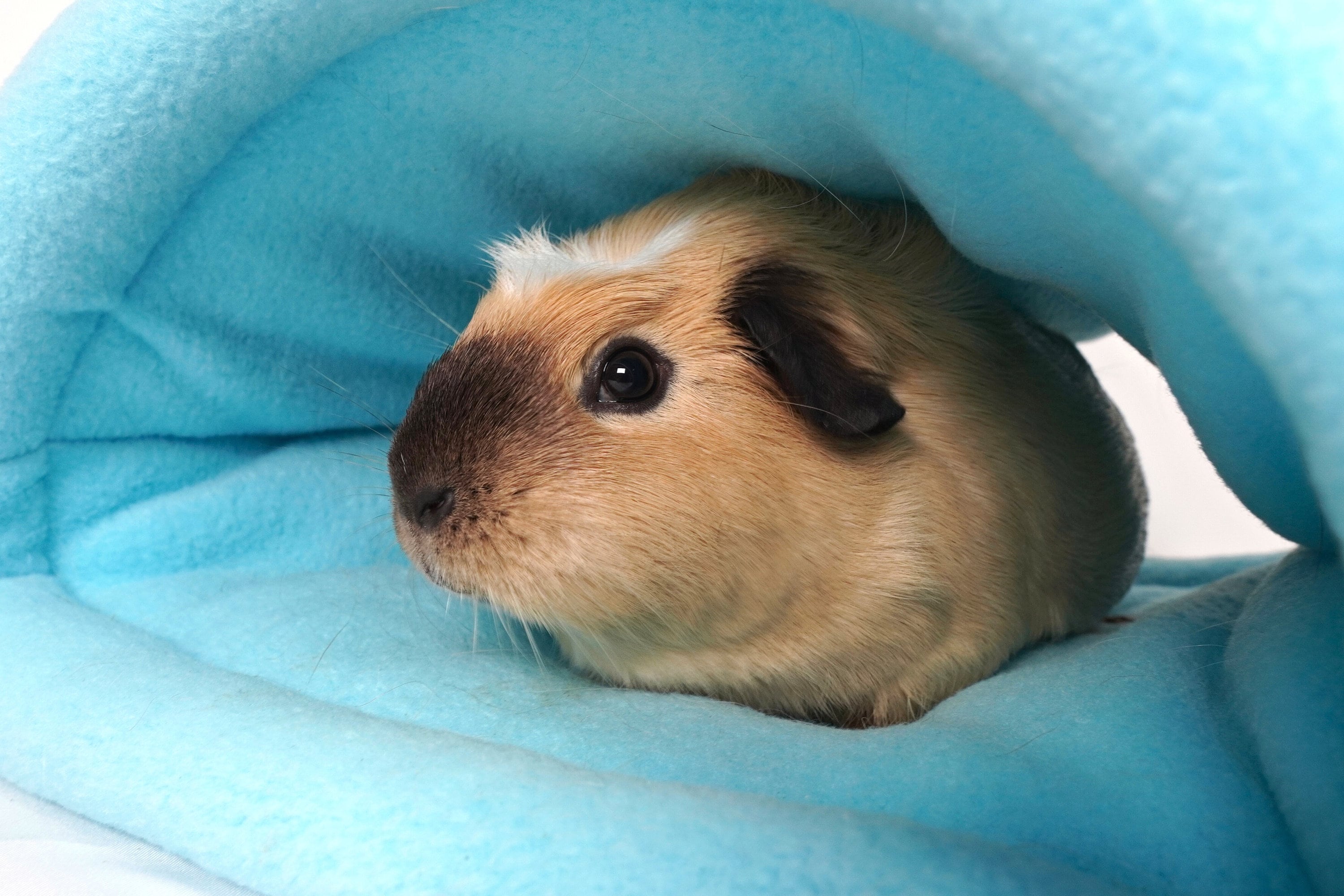 モルモット用スナグルサックを手作りしよう：デジタル裁縫パターンと