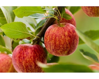 Könnte beinhalten: Eine Ansammlung von runden, rot-gelb gestreiften Äpfeln, die an einem braunen Ast hängen. Die Früchte haben eine glatte Schale mit vertikalen Farbvariationen und sind von leuchtend grünen Blättern vor einem unscharfen Hintergrund umgeben.