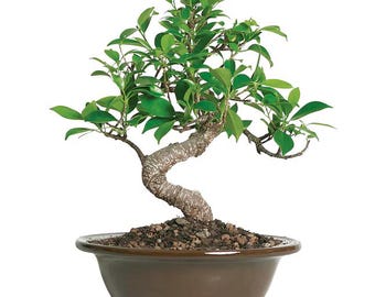 Bonsái Ficus Golden Gate, planta bonsái de interior, árbol decorativo de 15 cm, decoración para el hogar y la oficina, regalo único para amantes de las plantas.