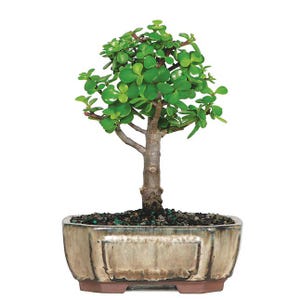 Pode incluir: Um bonsai de planta de jade com caules lenhosos grossos e folhas pequenas, arredondadas e de um verde vibrante. A planta está num vaso retangular de cerâmica vidrada em tons de bege e castanho, com terra escura e pequenas pedras.