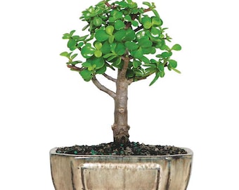Könnte beinhalten: Ein Jadebaum-Bonsai mit dicken, holzigen Stämmen und kleinen, abgerundeten, leuchtend grünen Blättern. Die Pflanze steht in einem rechteckigen, glasierten Keramikgefäß in Beige und Braun, das mit dunkler Erde und kleinen Kieselsteinen gefüllt ist.