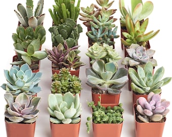 Può includere: Una collezione di sedici piante succulente assortite, ciascuna piantata in un contenitore quadrato individuale di plastica marrone. Le piante mostrano una varietà di forme, consistenze e colori delle foglie, tra cui tonalità di verde, blu-verde e viola.