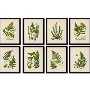 Vintage Ferns Print Set No. 25 Giclee, Wall Art, Vintage Botanical Art Print, Botanical Prints, Fern Prints, Botanical Print Set