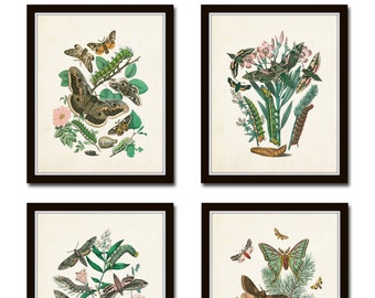 Antique Moths Print Set No.1, Botanical Print, Insect Art, Giclee, Art, Art Prints, Nature Art, Butterfly Print, Illustration, Cottage Decor