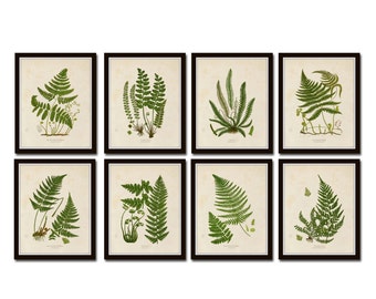 May include: Set of eight botanical prints featuring different types of ferns. Each print is framed in a black frame and has a white background. The ferns are depicted in a realistic style with green leaves and stems.