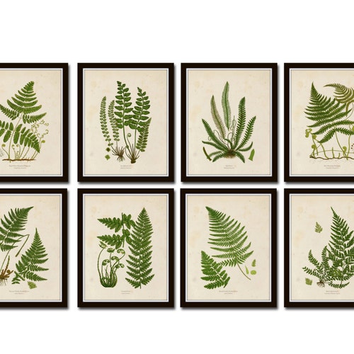 Vintage Ferns Print Set No. 1 Botanical Print Giclee Art - Etsy